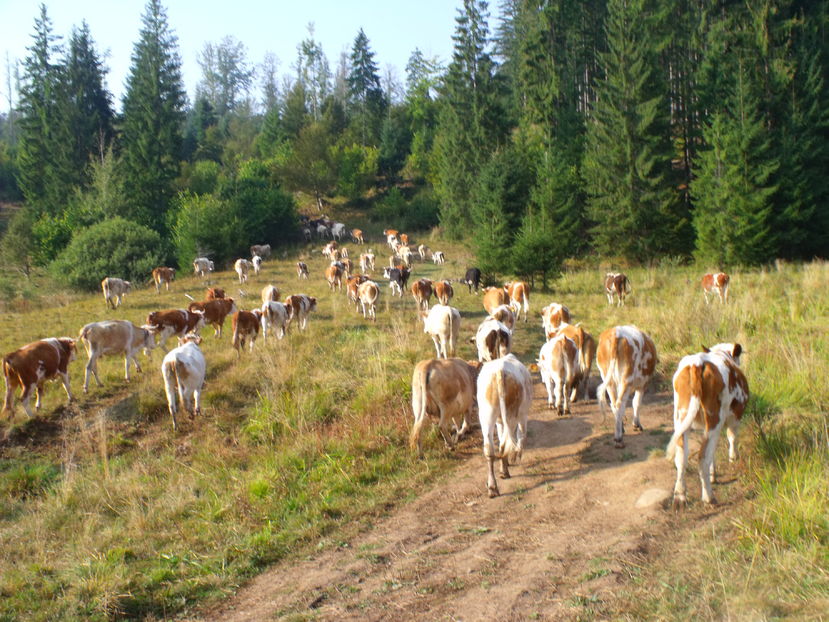 Urcam in dealul Runcului - Coboratul din munte cu vacile 2016
