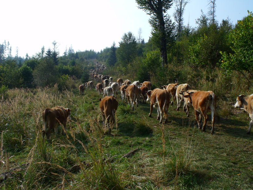  - Coboratul din munte cu vacile 2016