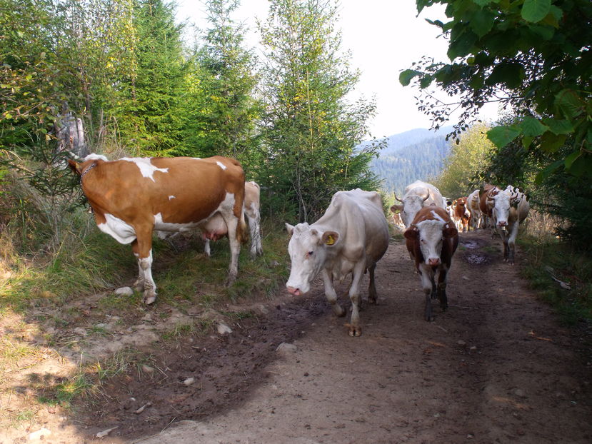 - Coboratul din munte cu vacile 2016