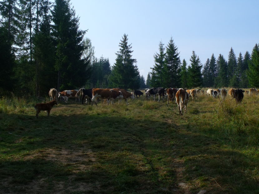  - Coboratul din munte cu vacile 2016