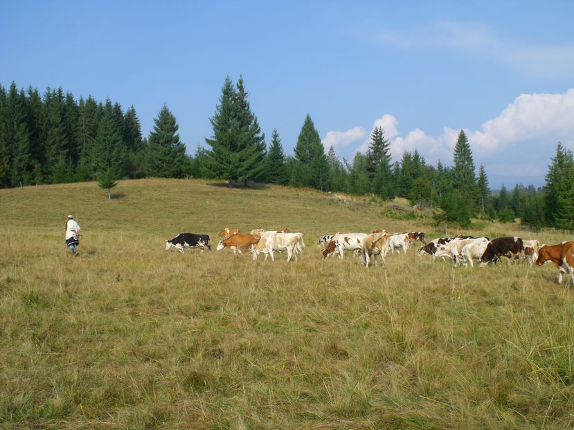 toamna frumoasa-5 - Coboratul din munte cu vacile 2016