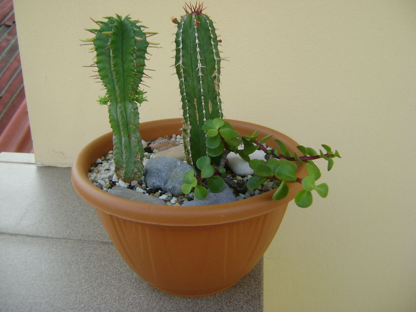 Euphorbia echinus & Euphorbia fimbriata & Portulacaria afra