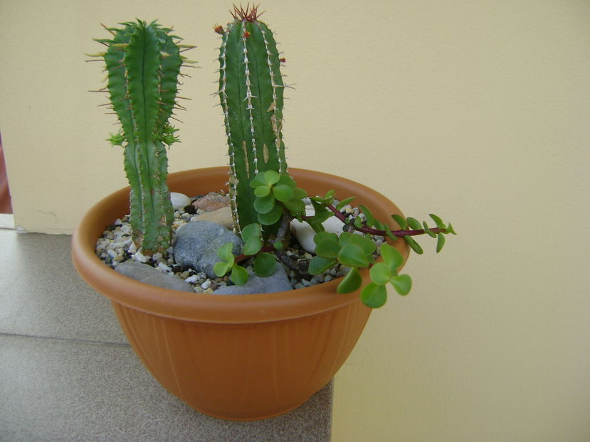 Euphorbia echinus & Euphorbia fimbriata & Portulacaria afra - Suculente 2016