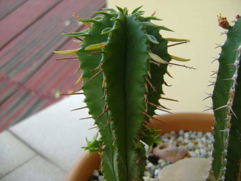 Euphorbia fimbriata, detaliu