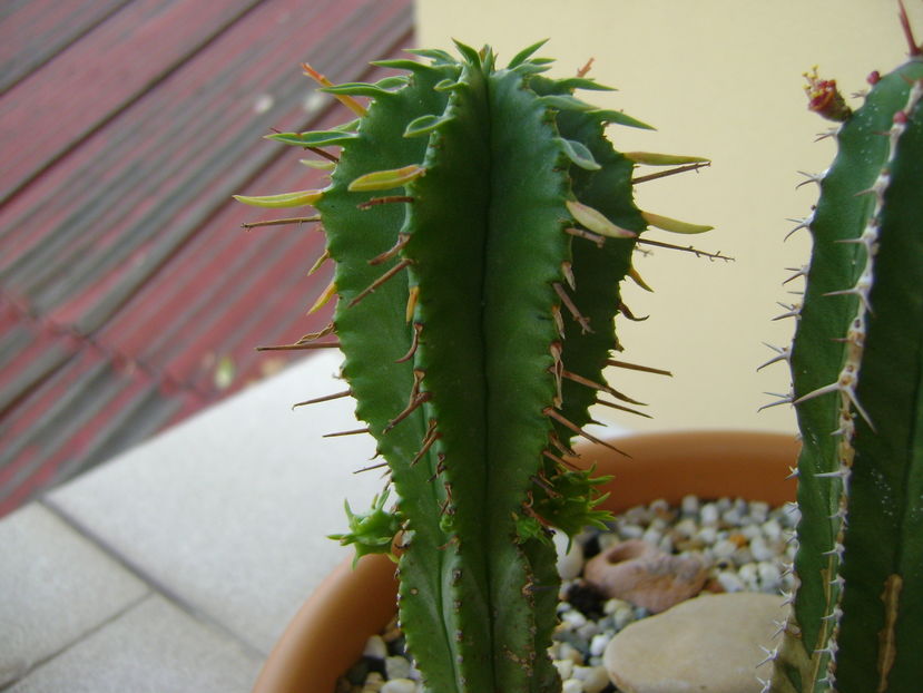 Euphorbia fimbriata, detaliu