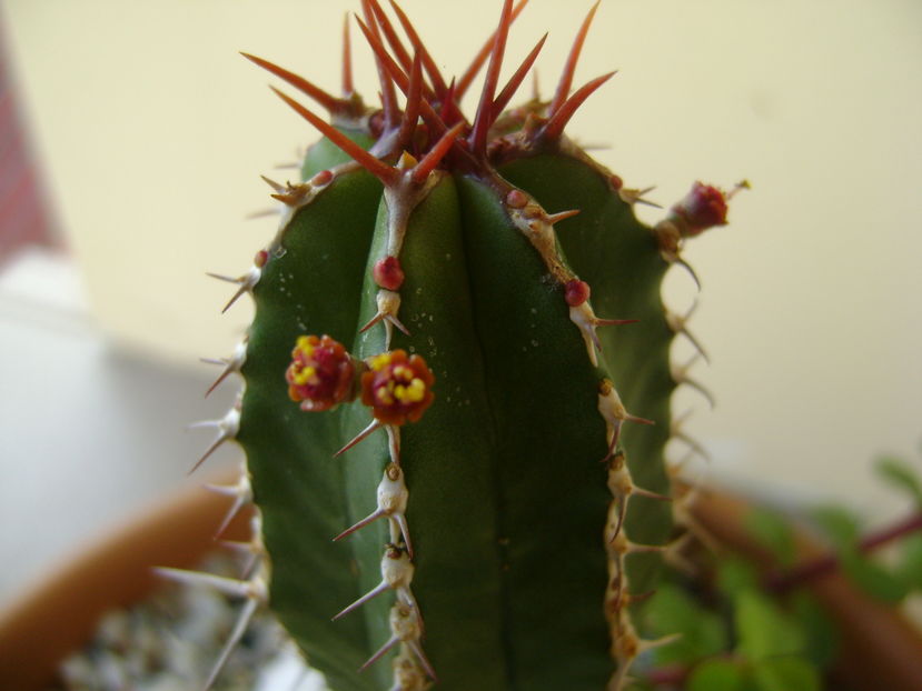 Euphorbia echinus, detaliu flori