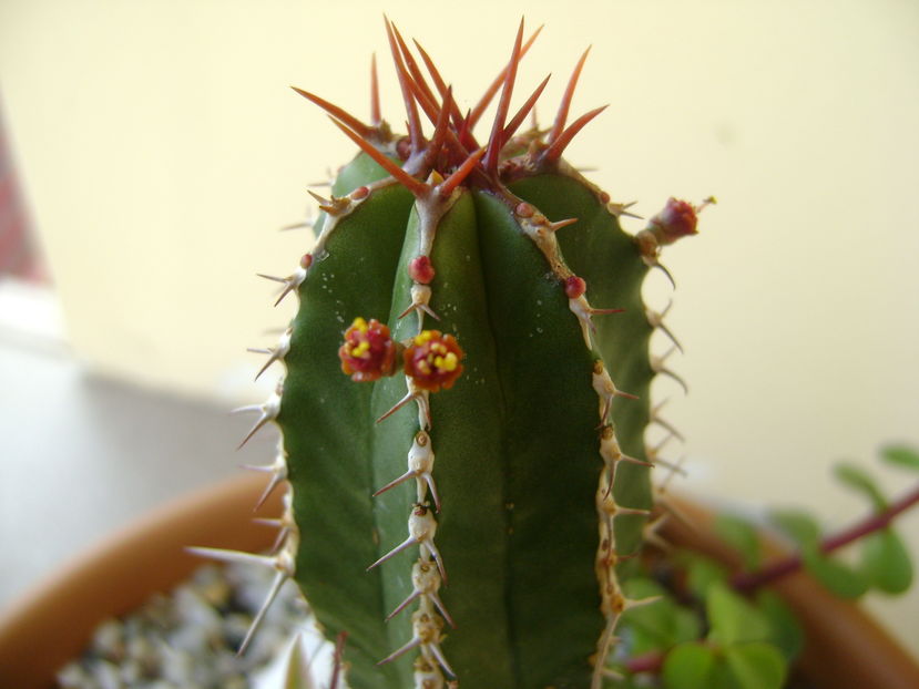 Euphorbia echinus, detaliu