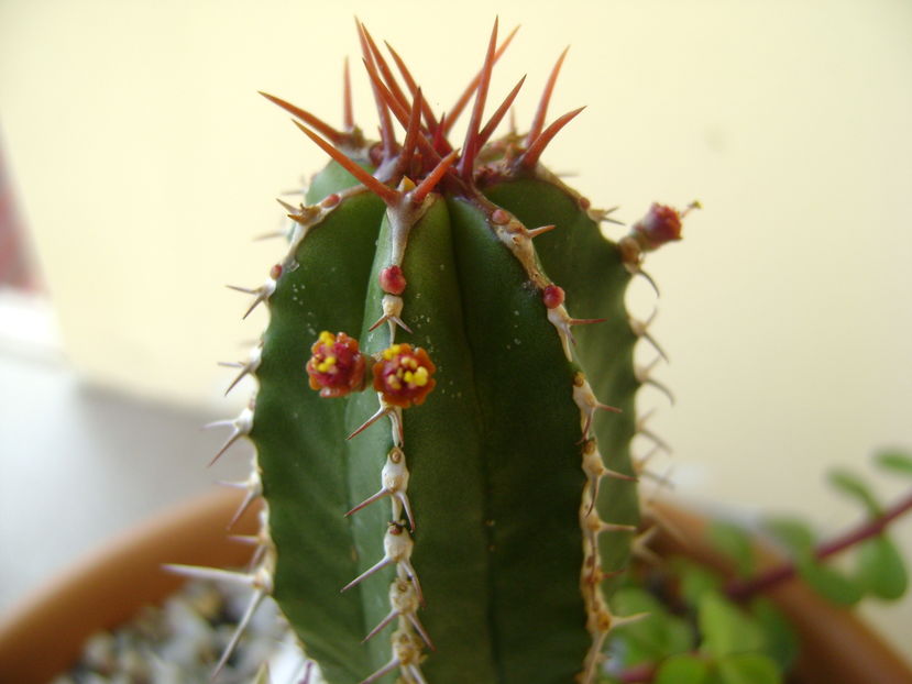 Euphorbia echinus, detaliu