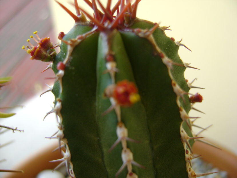 Euphorbia echinus, detaliu