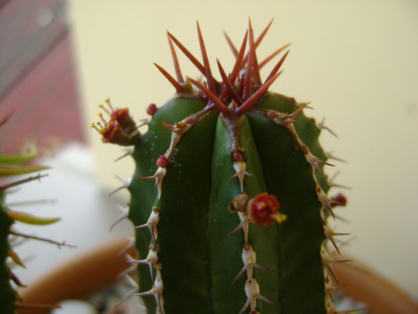 Euphorbia echinus, detaliu