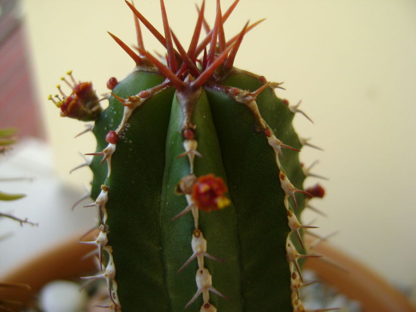 Euphorbia echinus, detaliu