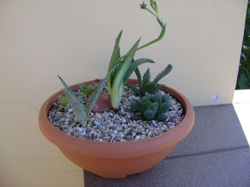 Grup de suculente; Bergeranthus artus
Crassula cv. &#039;&#039;Springtime’’
Haworthia retusa
Aloe rauhii
Faucaria tigrina
