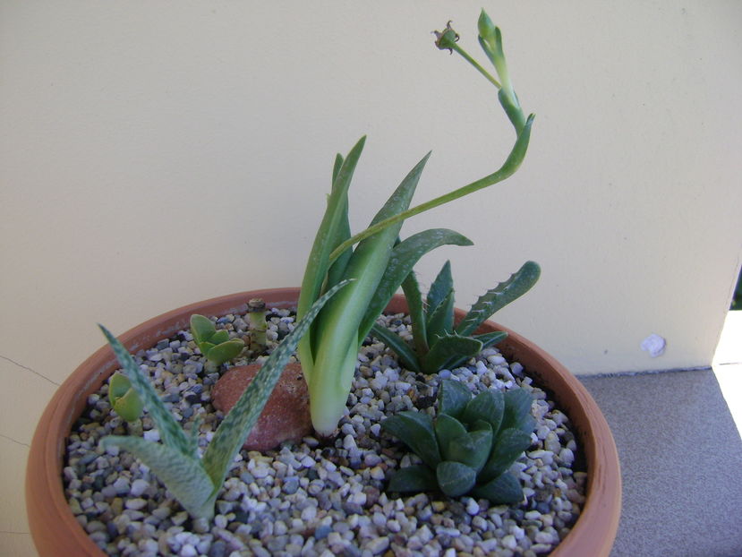 Grup de suculente; Bergeranthus artus
Crassula cv. &#039;&#039;Springtime’’
Haworthia retusa
Aloe rauhii
Faucaria tigrina
