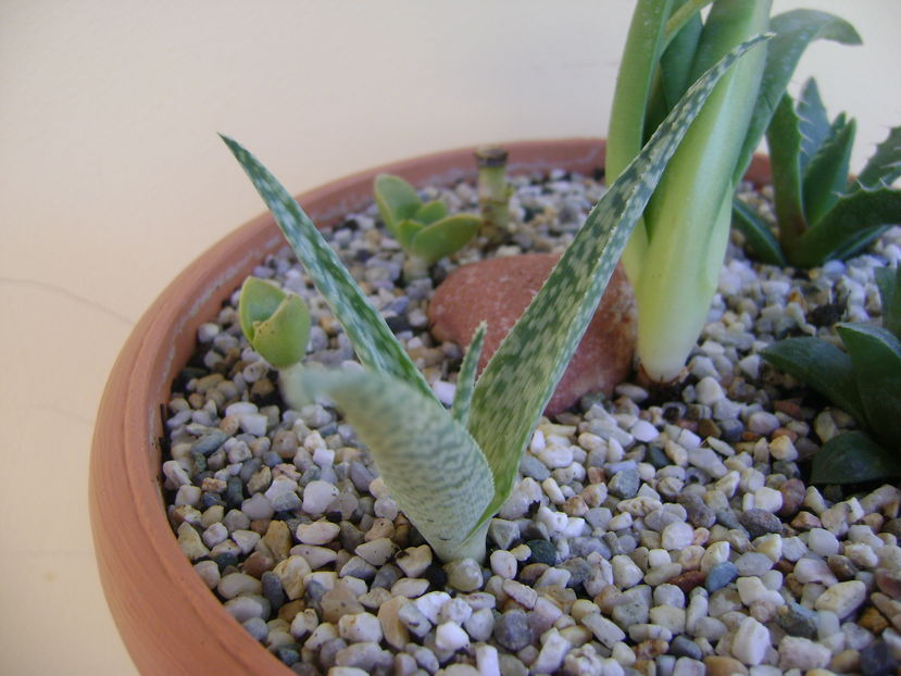 Aloe rauhii