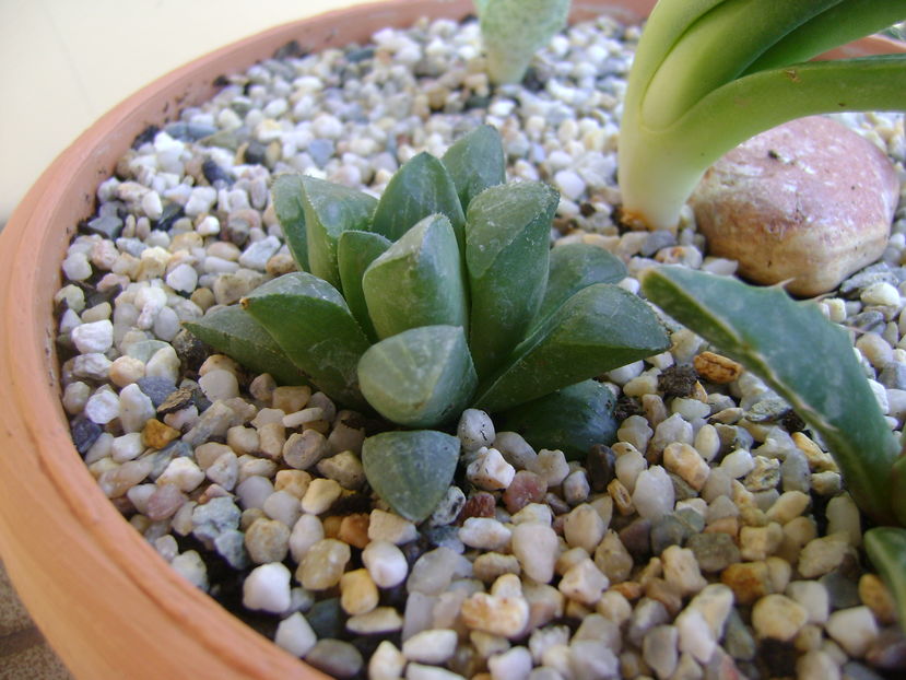 Haworthia retusa - Suculente 2016