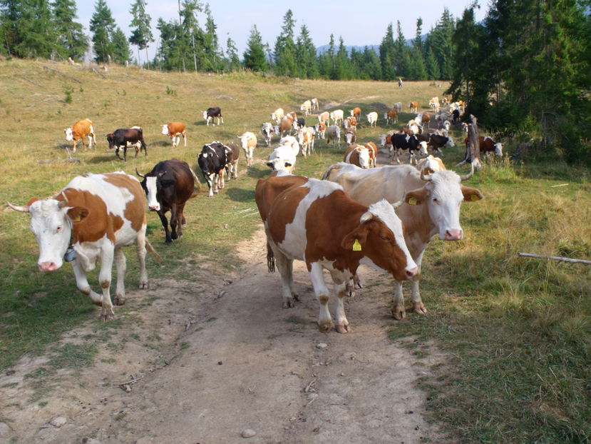 - Coboratul din munte cu vacile 2016