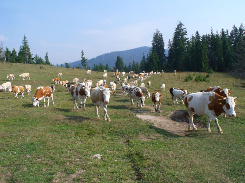  - Coboratul din munte cu vacile 2016