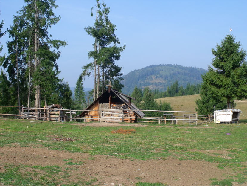  - Coboratul din munte cu vacile 2016