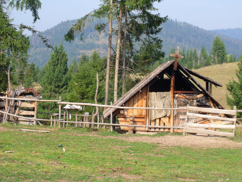  - Coboratul din munte cu vacile 2016