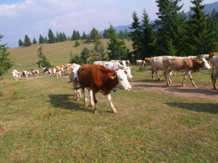  - Coboratul din munte cu vacile 2016