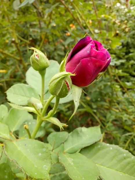 minerva - 0 TRANDAFIRI 2016