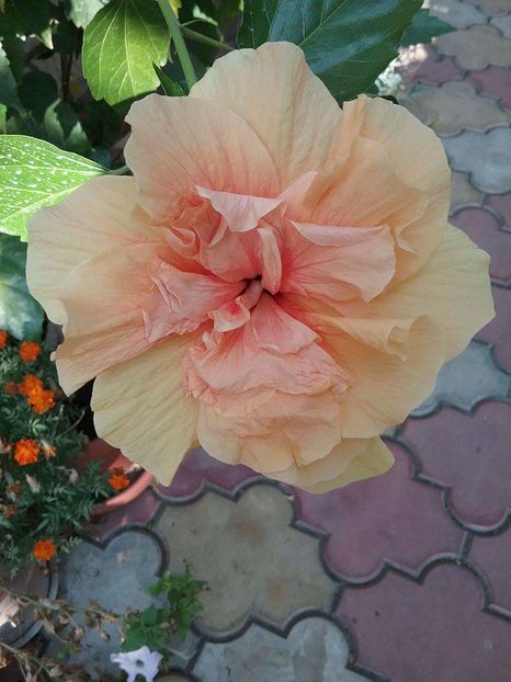 received_319612785045924 - Hibiscus 2016