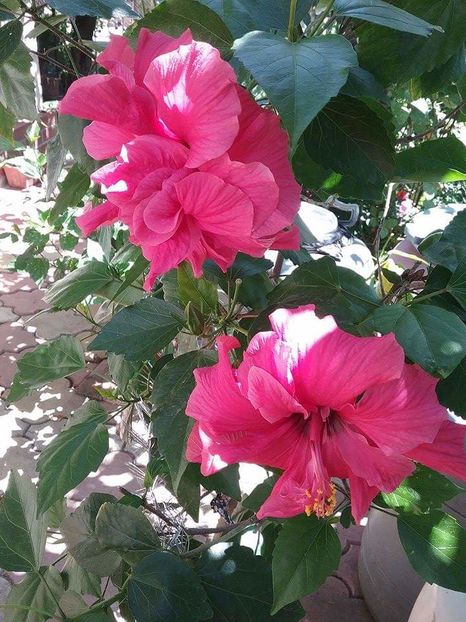 received_304988403175029 - Hibiscus 2016