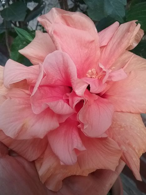 Hibi corai batut - Hibiscus 2016
