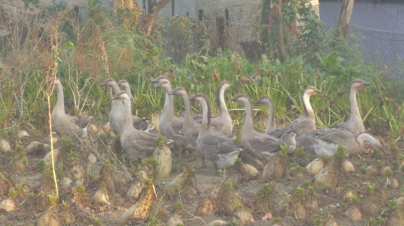 TOAMNA SE NUMARA BOBOCII 2016; AUGUST 18  -2016
