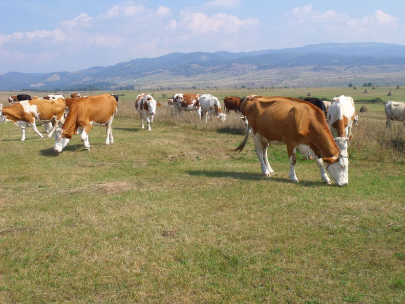  - Coboratul din munte cu vacile 2016
