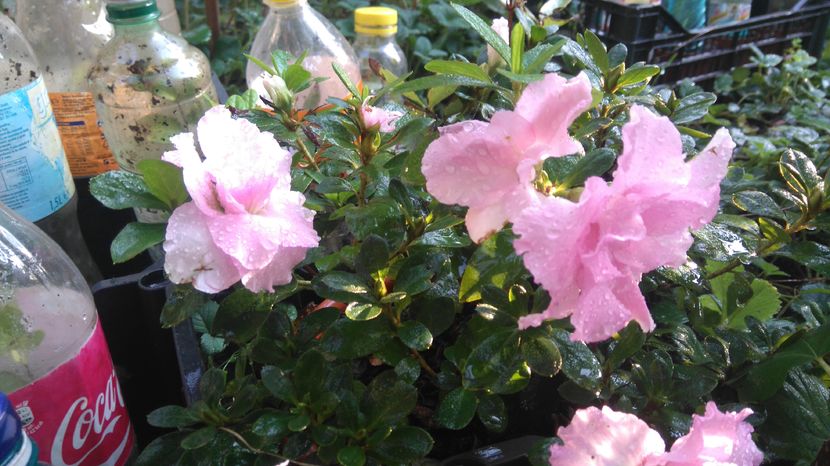 azalee - Flori apartament