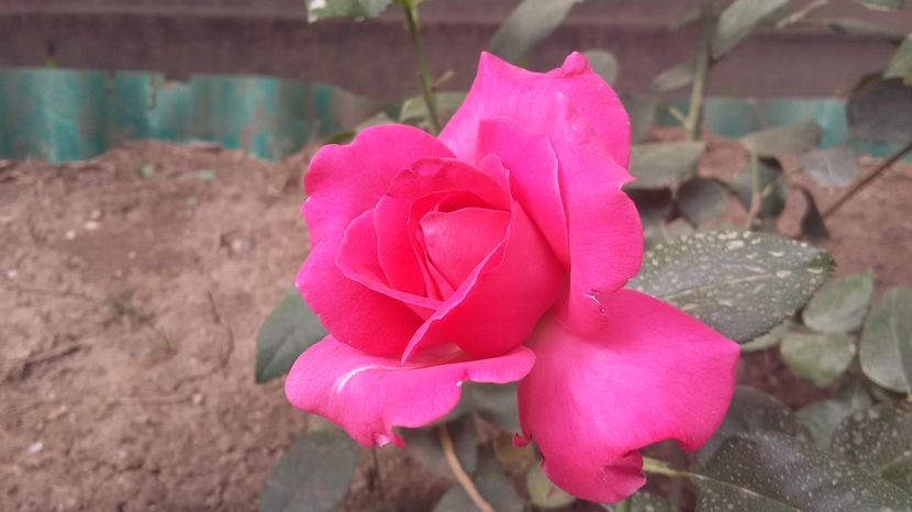 Manou Meilland4 -2016