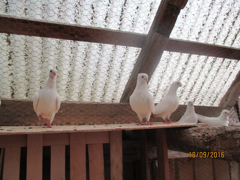  - Z ARHIVA PESCARUS GERMAN