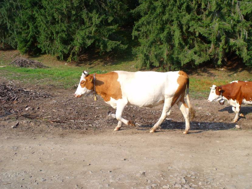 Gina vacuta lui Costea - Coboratul din munte cu vacile 2016
