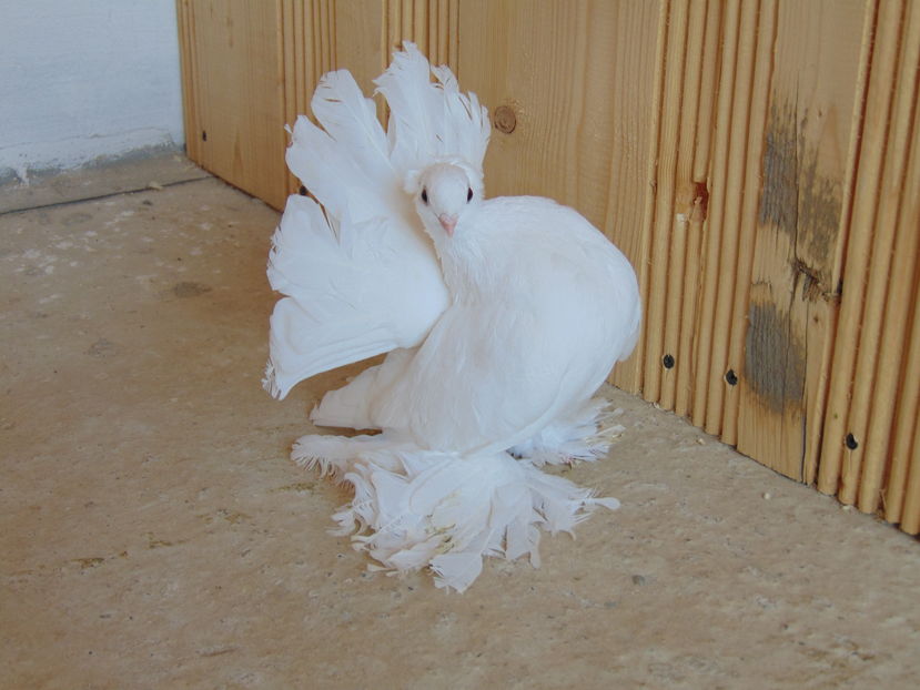 rostow negri 007 - porumbei siberieni