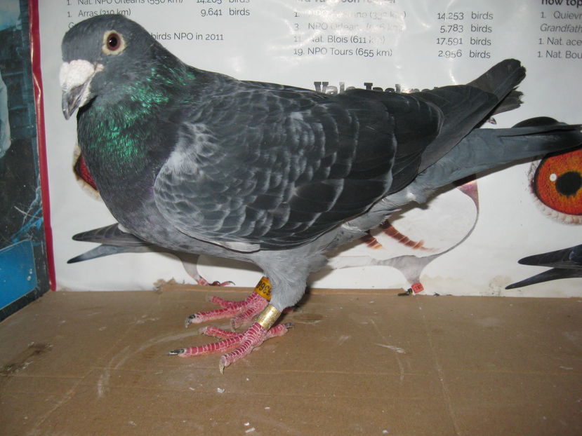 poze 2016 119 vandut