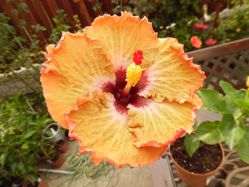  - 00 Hibiscus 2016