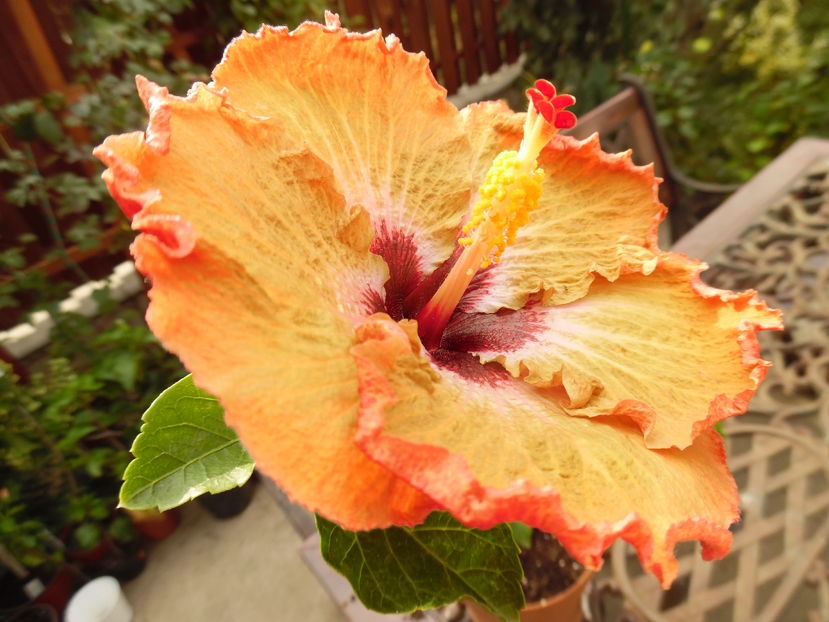  - 00 Hibiscus 2016