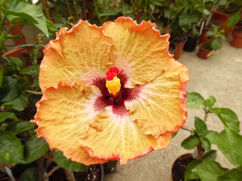  - 00 Hibiscus 2016