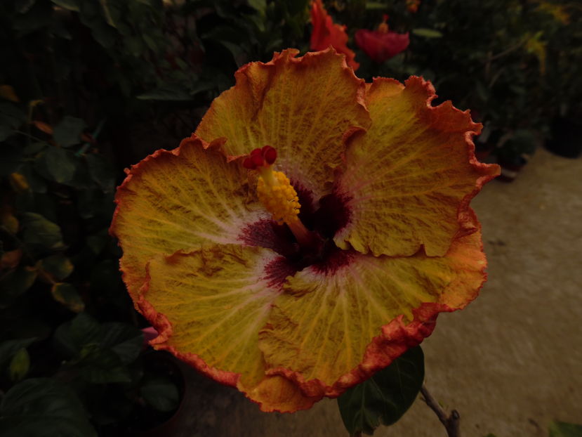  - 00 Hibiscus 2016
