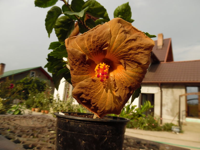  - 00 Hibiscus 2016