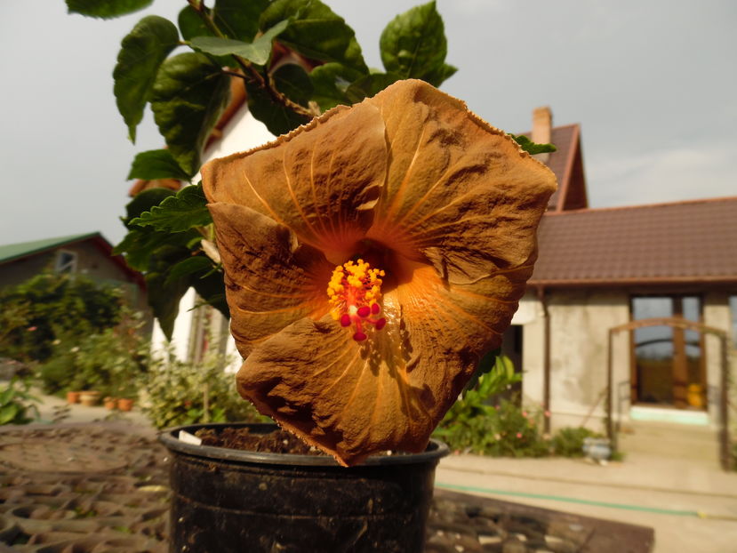  - 00 Hibiscus 2016
