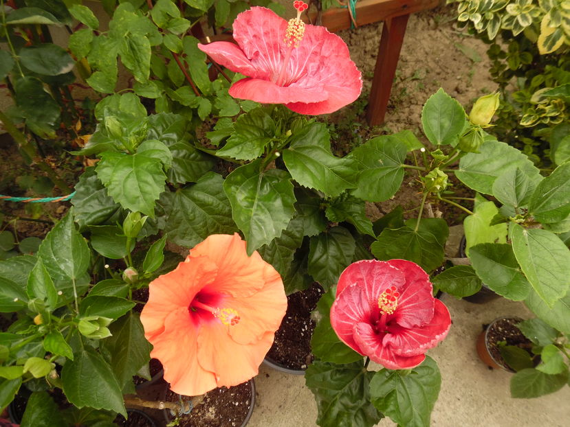  - 00 Hibiscus 2016