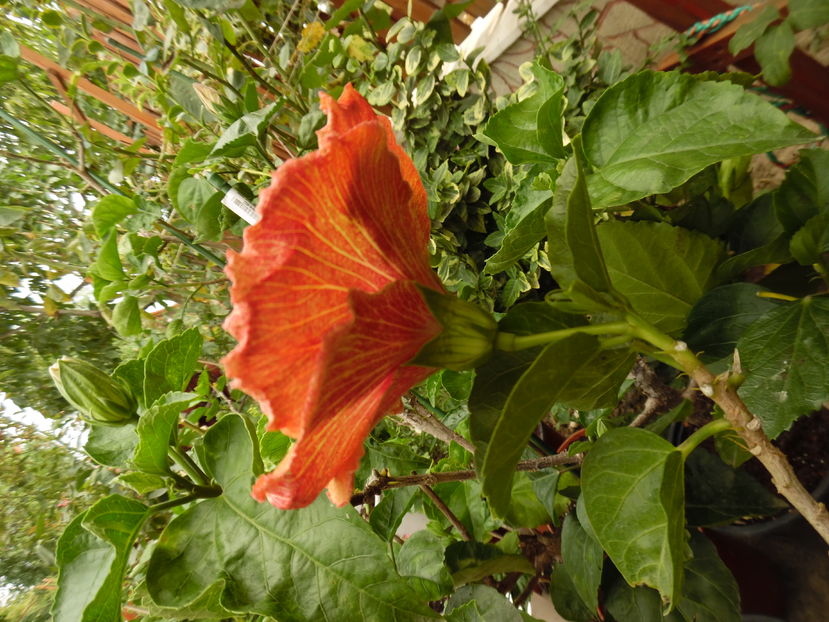  - 00 Hibiscus 2016