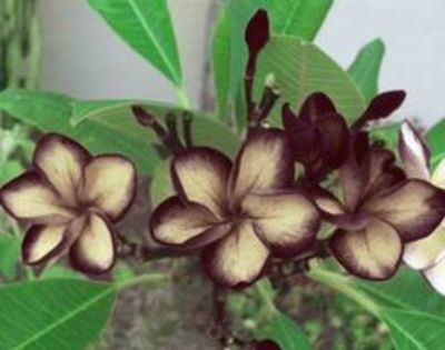 black sugar - seminte plumeria 2022