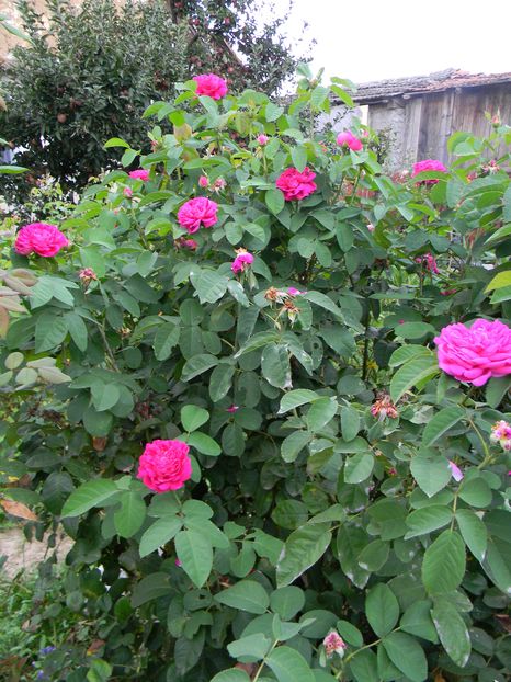 Rose de resht