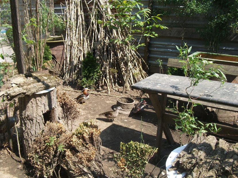 la tara 2016 mai 039 - POZE2016