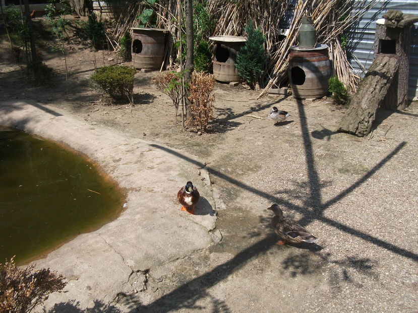 la tara 2016 mai 041