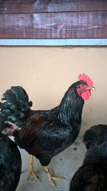  - Barnevelder