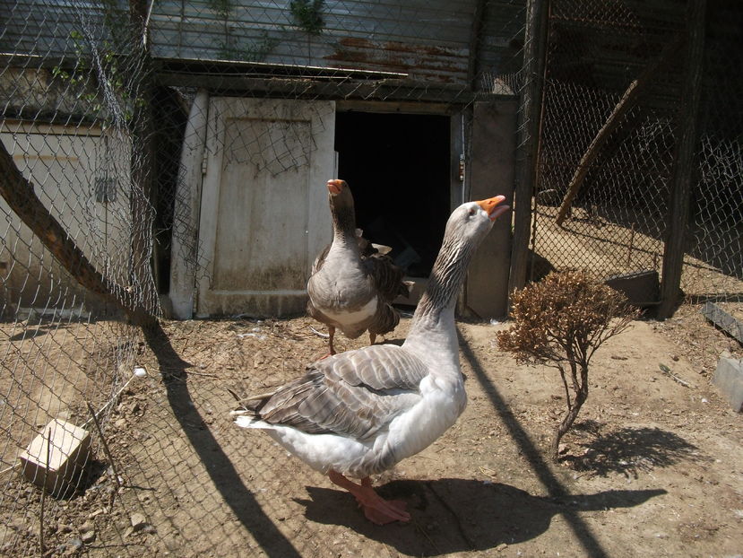 la tara 2016 mai 052